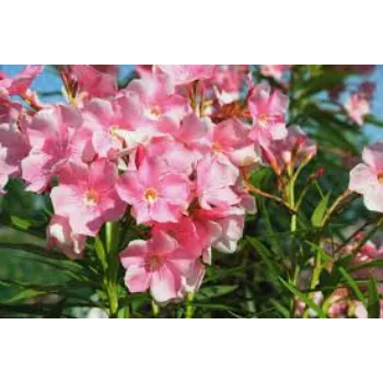 Natural Arali Flowers arali-fool6-2745566-79160.webp