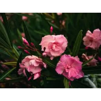 Organic Arali Flowers arali-fool7-1297893-46649.webp