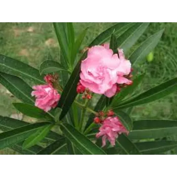 Natural Arali Flowers arali-fool8-4882065-62631.webp