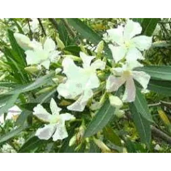 Fresh Arali Flower arali-fool9-6179810-85553.webp