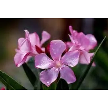 Natural Arali Flower arali1-6999420-72385.webp