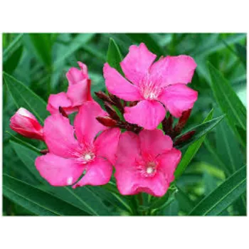 Fresh Arali Flowers arali1-718734-24892.webp