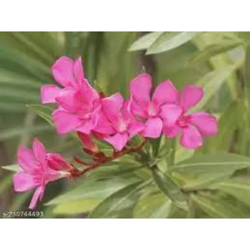 Organic Arali Flowers arali2-7535605-14082.webp