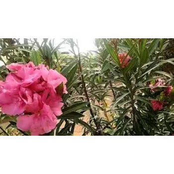 Common Arali Flowers arali3-4338654-18380.webp