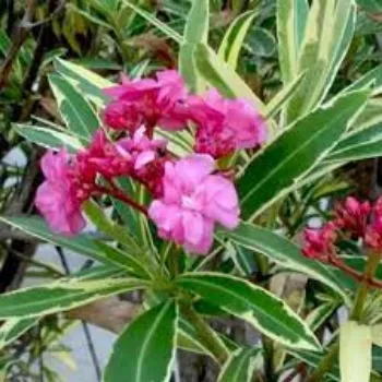 Fresh Arali Flowers arali4-9441751-82692.webp