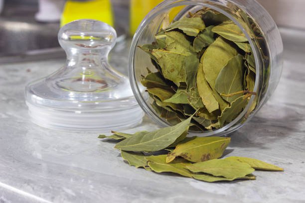 Common Bay Leaf bay-beaf-46-6394397-35002.jpg