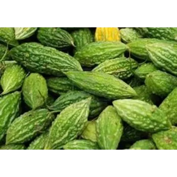 bitter-gourd-05-8844318-64816.webp