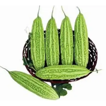 bitter-gourd-06-4676709-77605.webp
