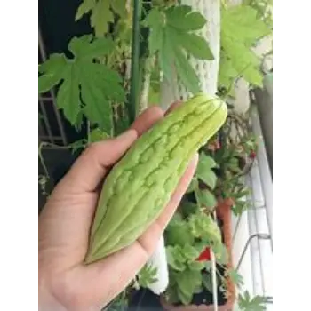 bitter-gourd-07-8560774-18937.webp