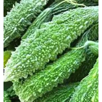 bitter-gourd-08-4802079-92950.webp