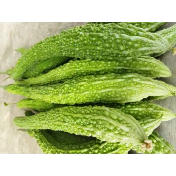bitter-gourd-09-2040603-78530.webp
