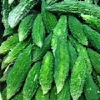 bitter-gourd-09-4498126-20143.webp