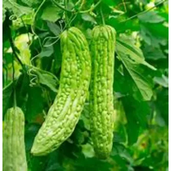 bitter-gourd-14-8289556-86838.webp