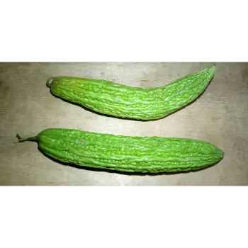 bitter-gourd-42-9712995-61243.webp