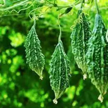 bitter-gourd03-6269585-57823.webp