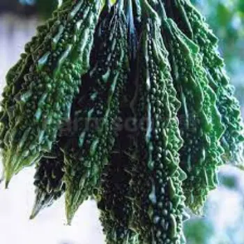 bitter-gourd05-2989042-49373.webp