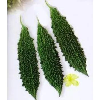 bitter-gourd07-4829027-10305.webp