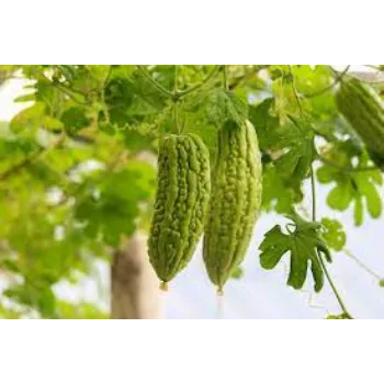 bitter-gourd08-8866226-39972.webp