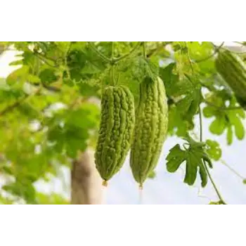 bitter-gourd09-5271746-31424.webp