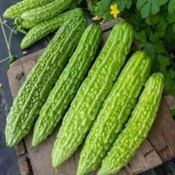 bitter-gourd12-3423021-33591.webp