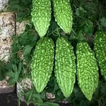 bitter-gourd13-8740739-35866.webp