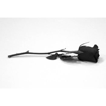 Black Rose black9-7515008-91154.jpg