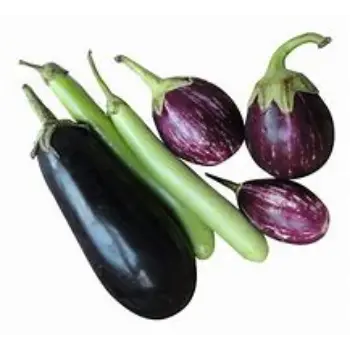 brinjal-01-666121-19623.webp