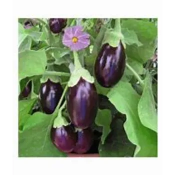 brinjal-03-7863682-22298.webp