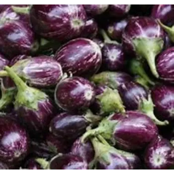 brinjal-08-818124-37863.webp