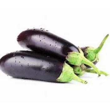 brinjal-08-9269305-23496.webp