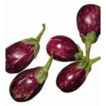 brinjal-11-5288750-81046.webp