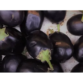 brinjal-13-8870441-51345.webp