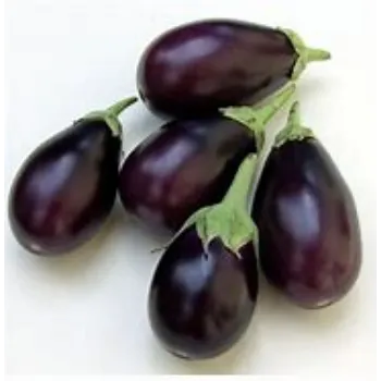 brinjal-14-3717737-89033.webp
