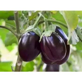 brinjal-16-854046-94069.webp