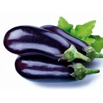 brinjal-17-739543-15847.webp