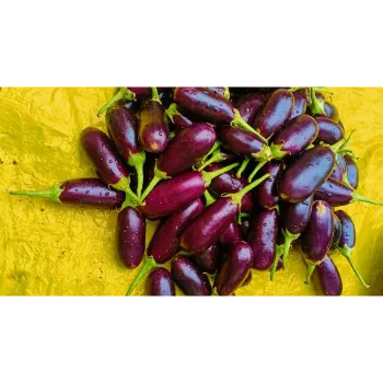 brinjal-17-8441138-59203.webp