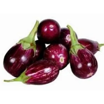 brinjal-18-7264662-90981.webp