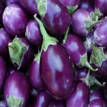 brinjal-20-119307-92753.webp