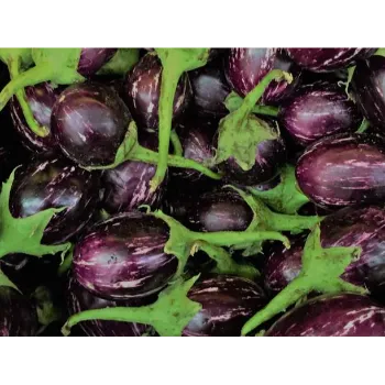brinjal-20-5280715-91708.webp