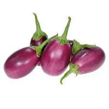 brinjal01-7113893-11934.webp