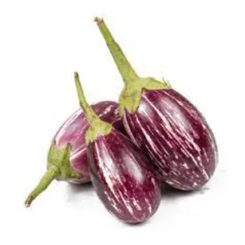 brinjal02-9704915-99039.webp