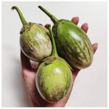 brinjal04-5826506-32512.webp