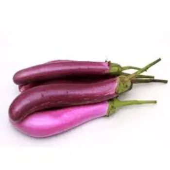 brinjal04-8040315-83354.webp