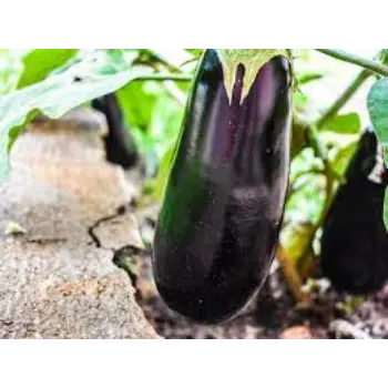 brinjal08-1800719-33366.webp