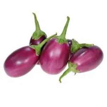 brinjal08-5598686-66434.webp