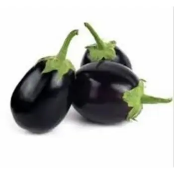 brinjal08-6830445-94103.webp