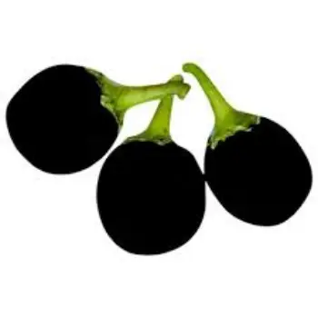 brinjal09-537357-17551.webp