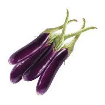 brinjal11-7270982-43510.webp