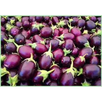 brinjal14-5723793-14515.webp