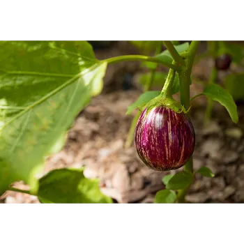 brinjals-7-3681831-20055.webp